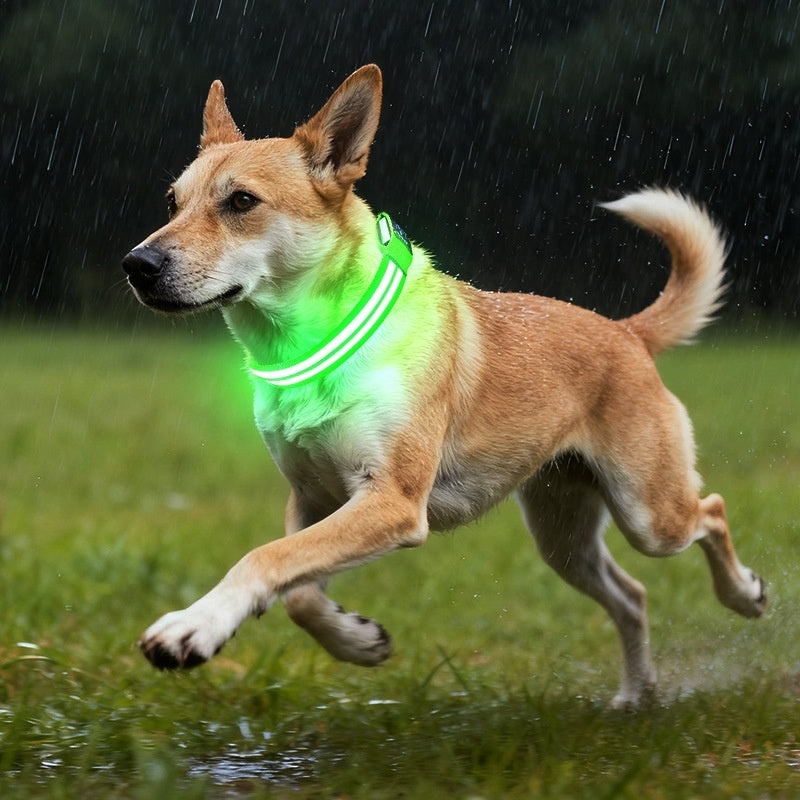 Collar Luminoso Doble Fibra para Perros, Modo Nocturno - vista 7